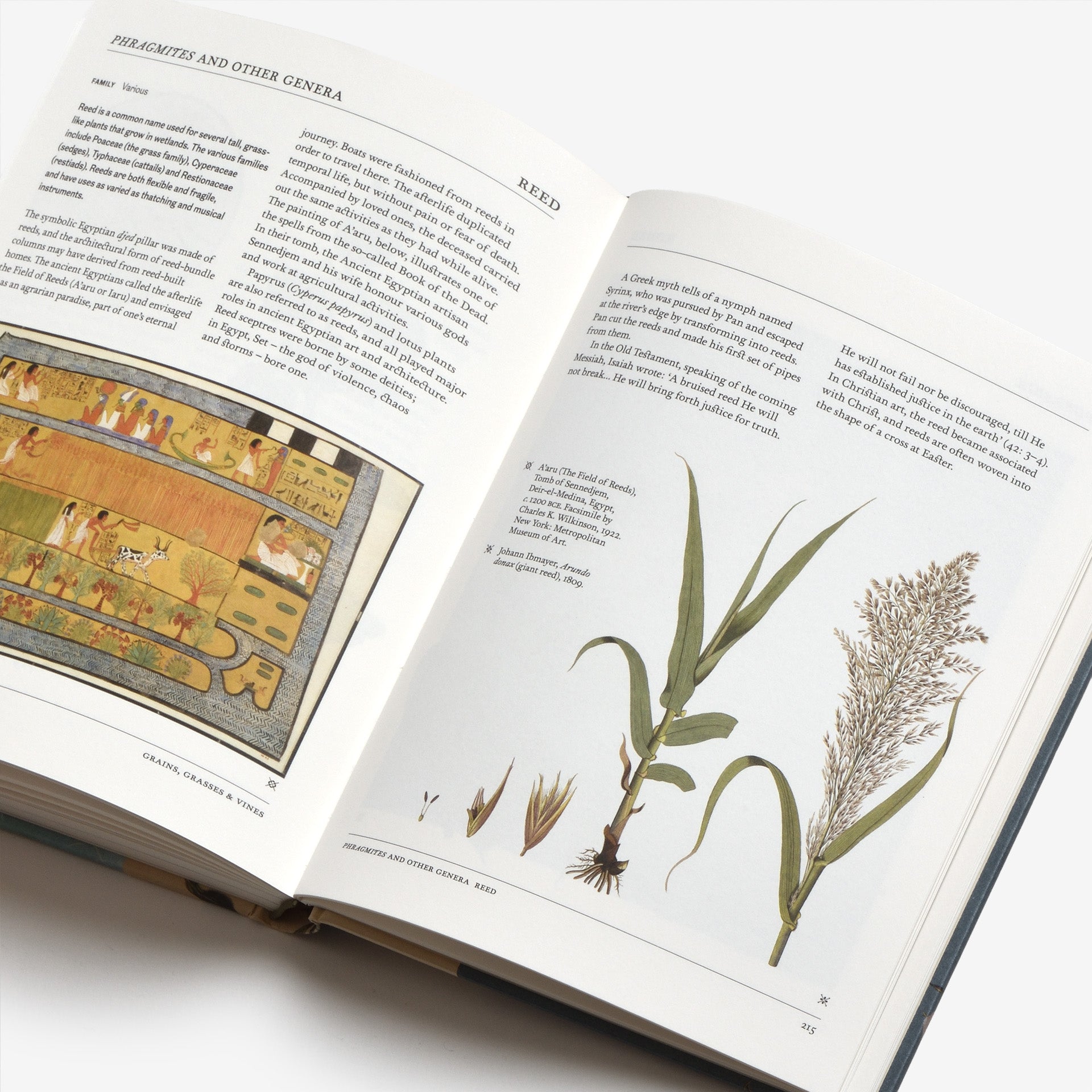 The Secret Language of Plants: Art, Nature & Symbolism