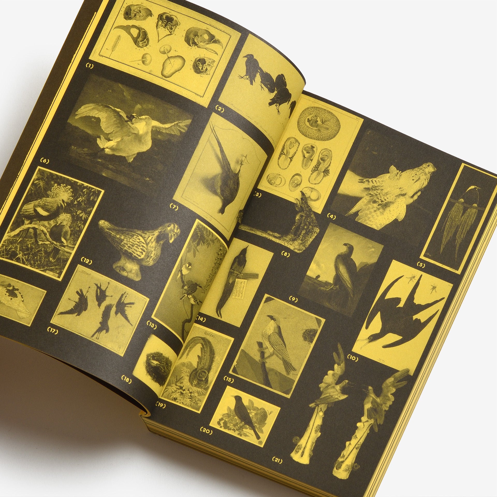 With a Bird, A Reader on Avian Kinship