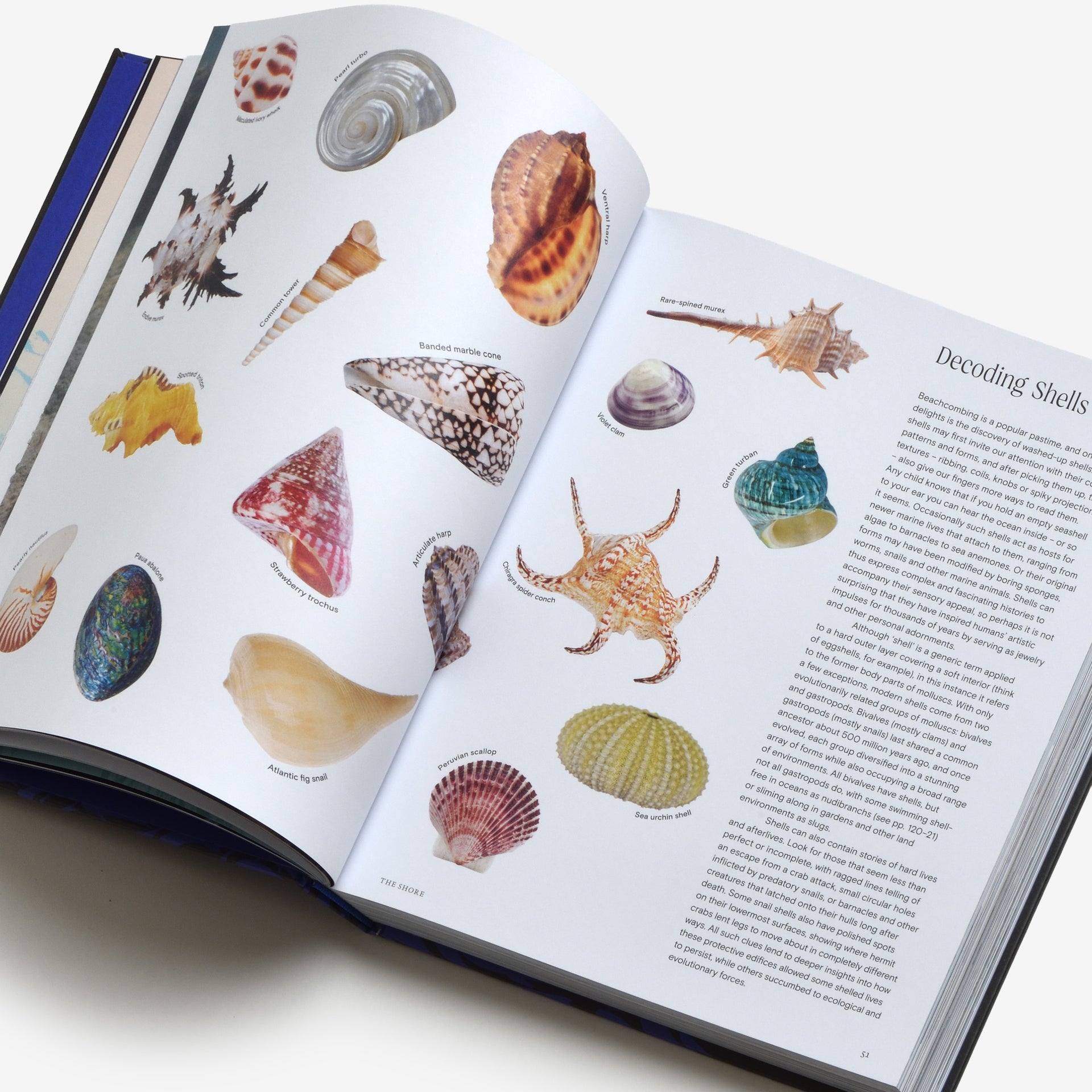 Ocean: From the Shore to the Abyss