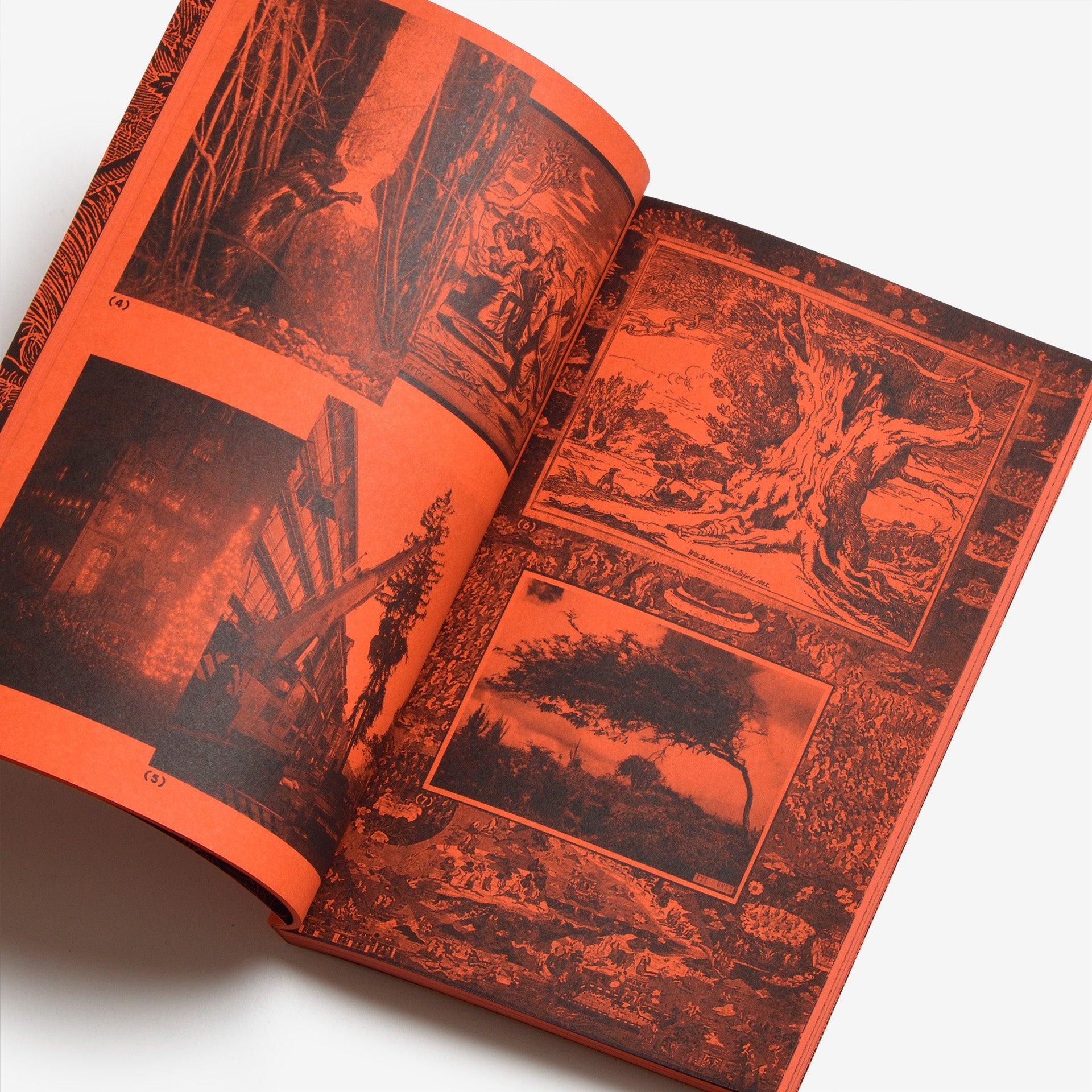 A Tree, A Reader on Arboreal Kinship