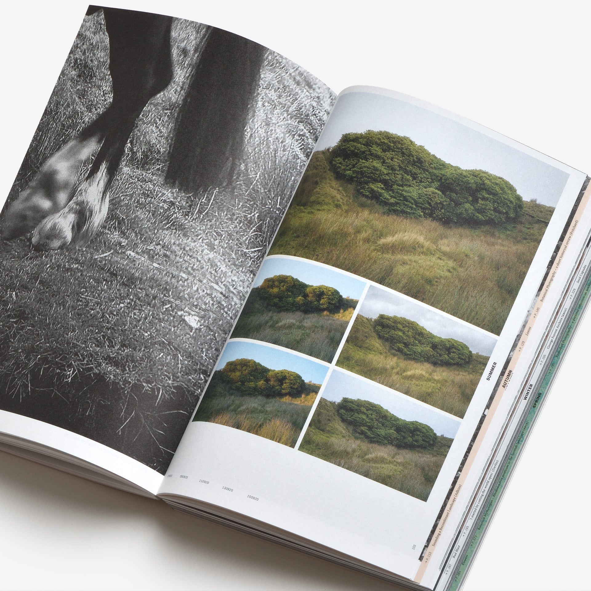 Yan Wang Preston: With love from an invader. – Rhododendrons, Empire, China and Me