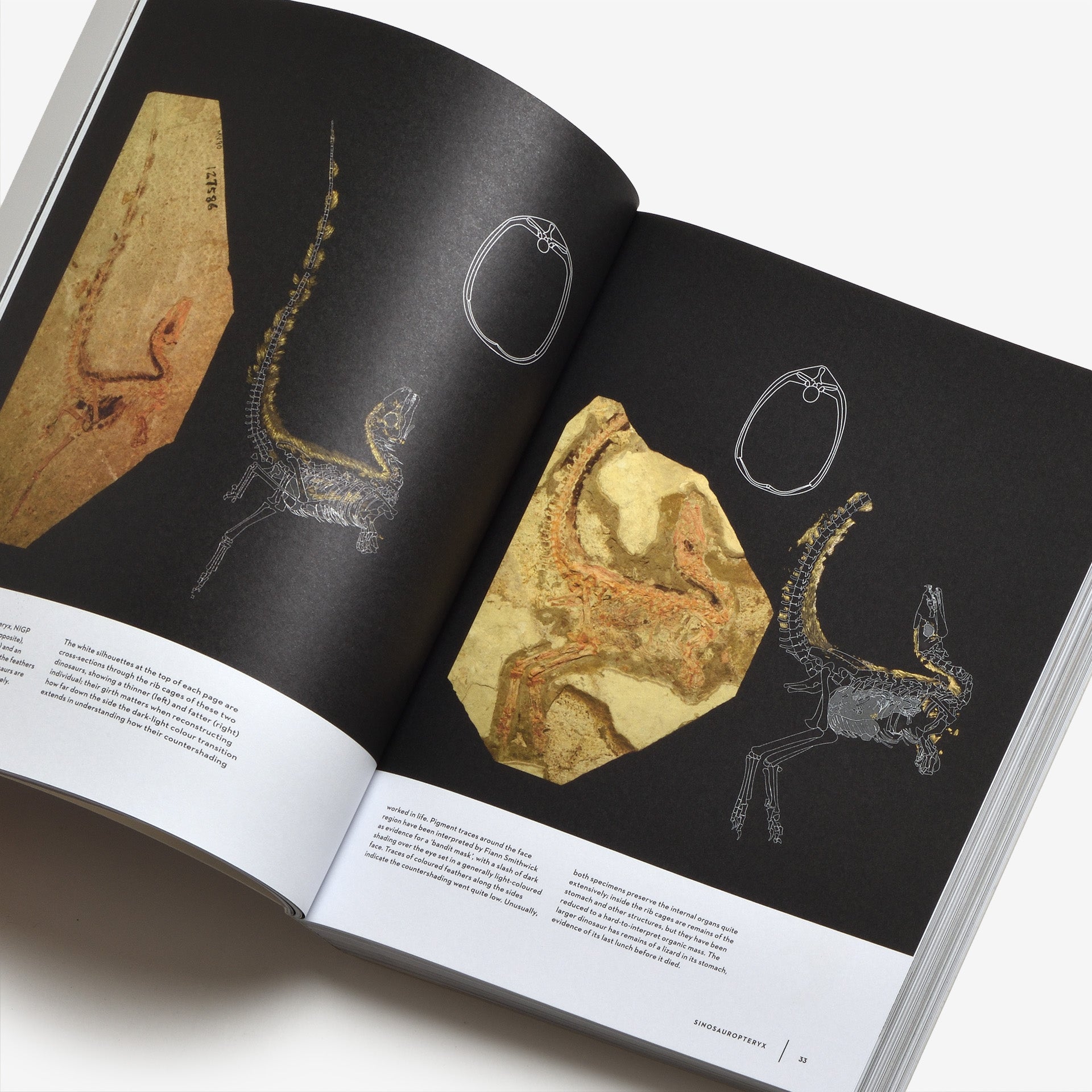 Dinosaurs: New Visions of a Lost World
