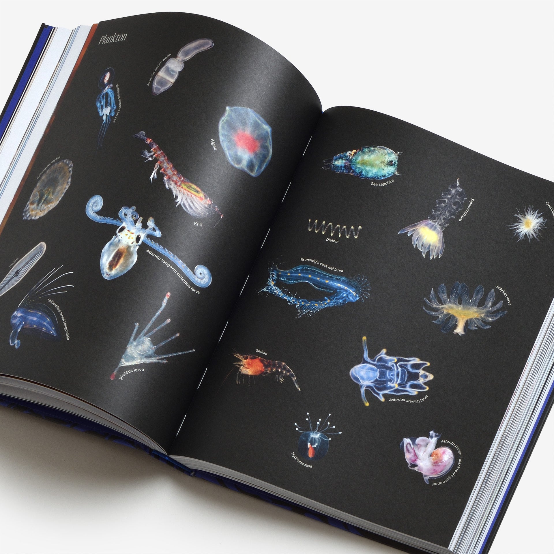 Ocean: From the Shore to the Abyss | North East