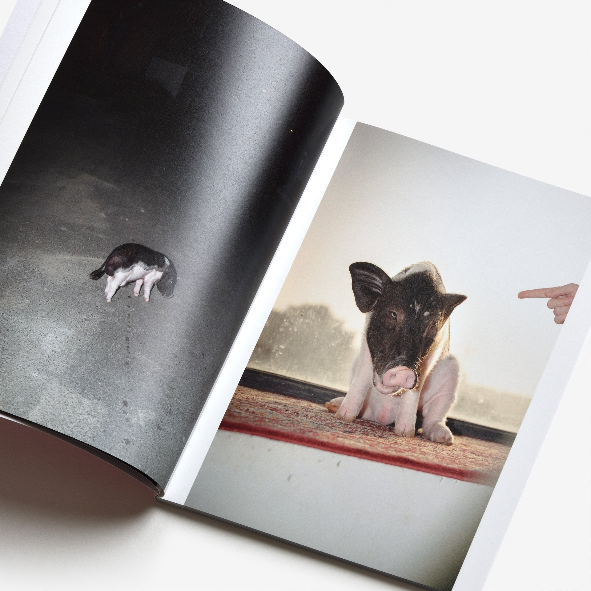 Feng Li: PIG | North East