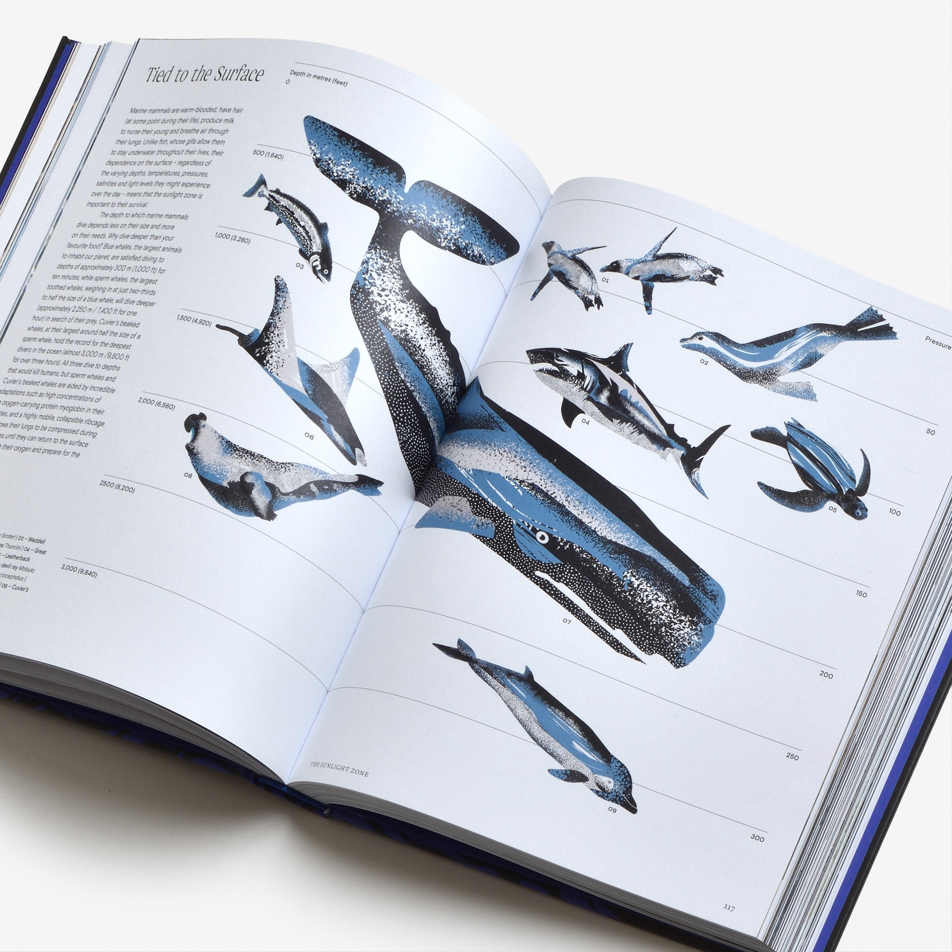 Ocean: From the Shore to the Abyss | North East