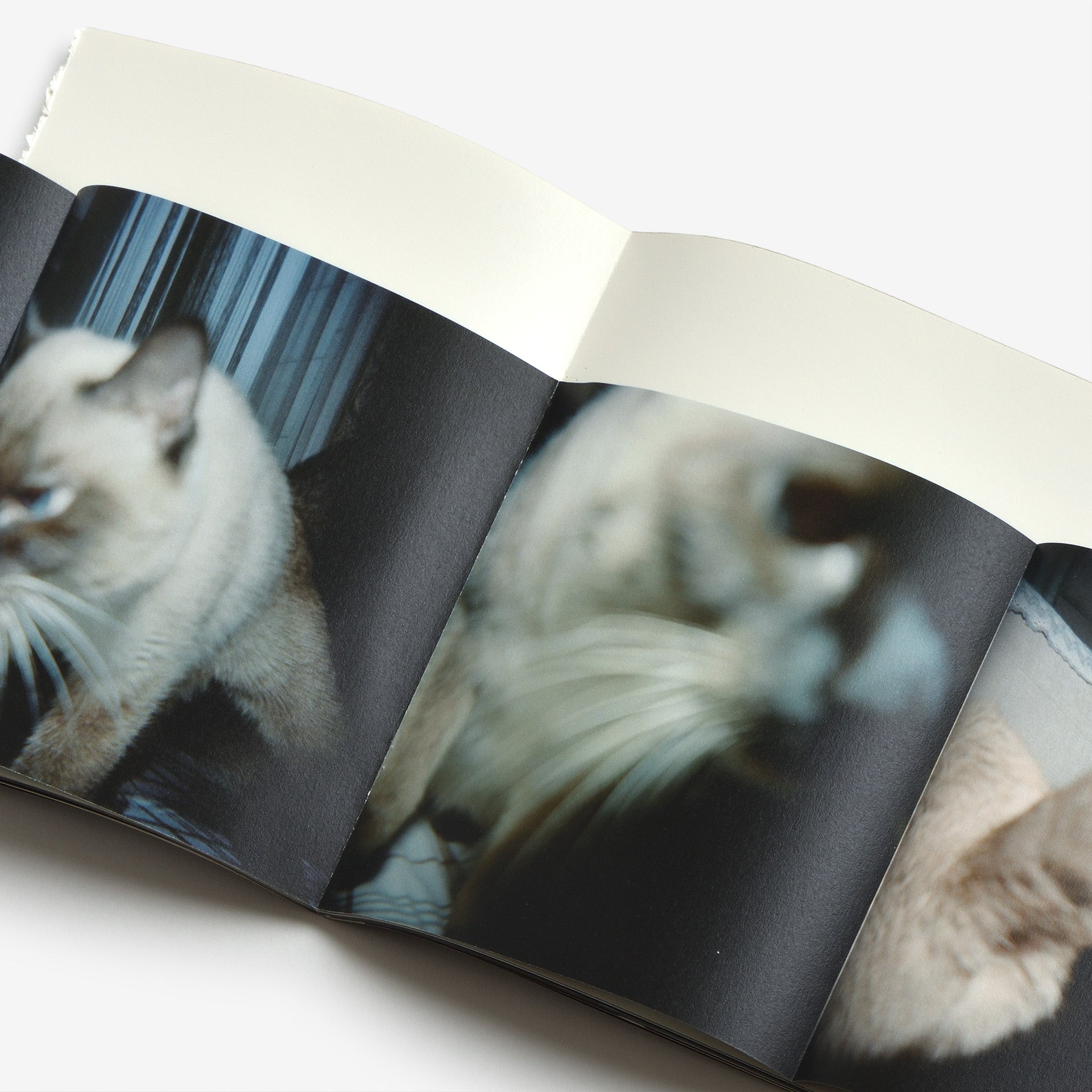 MITANI / I did nothing other than to tell them to smile（三谷 / ただ笑って、と伝えただけ）