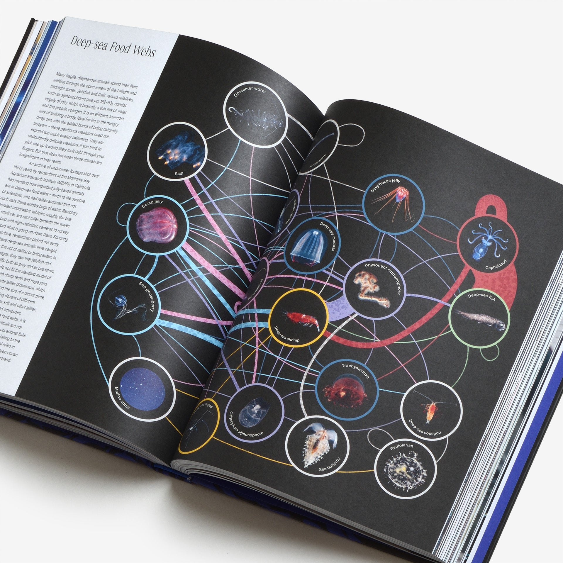 Ocean: From the Shore to the Abyss