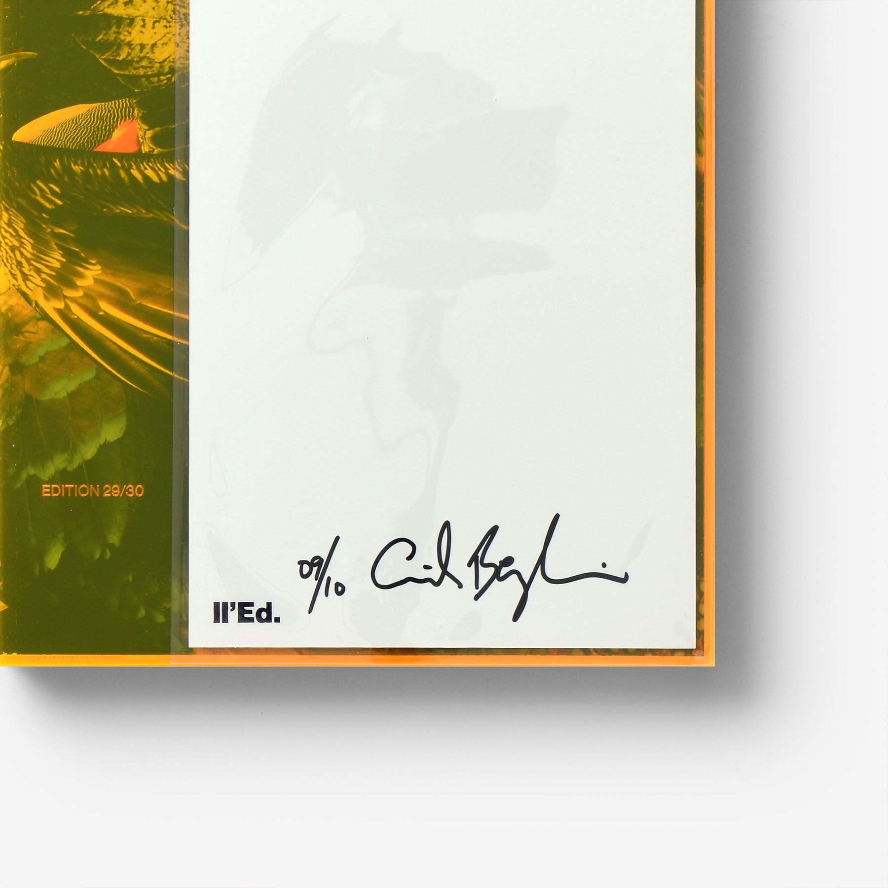 The Bird Project 2006–2017 Special Edition / Yellow