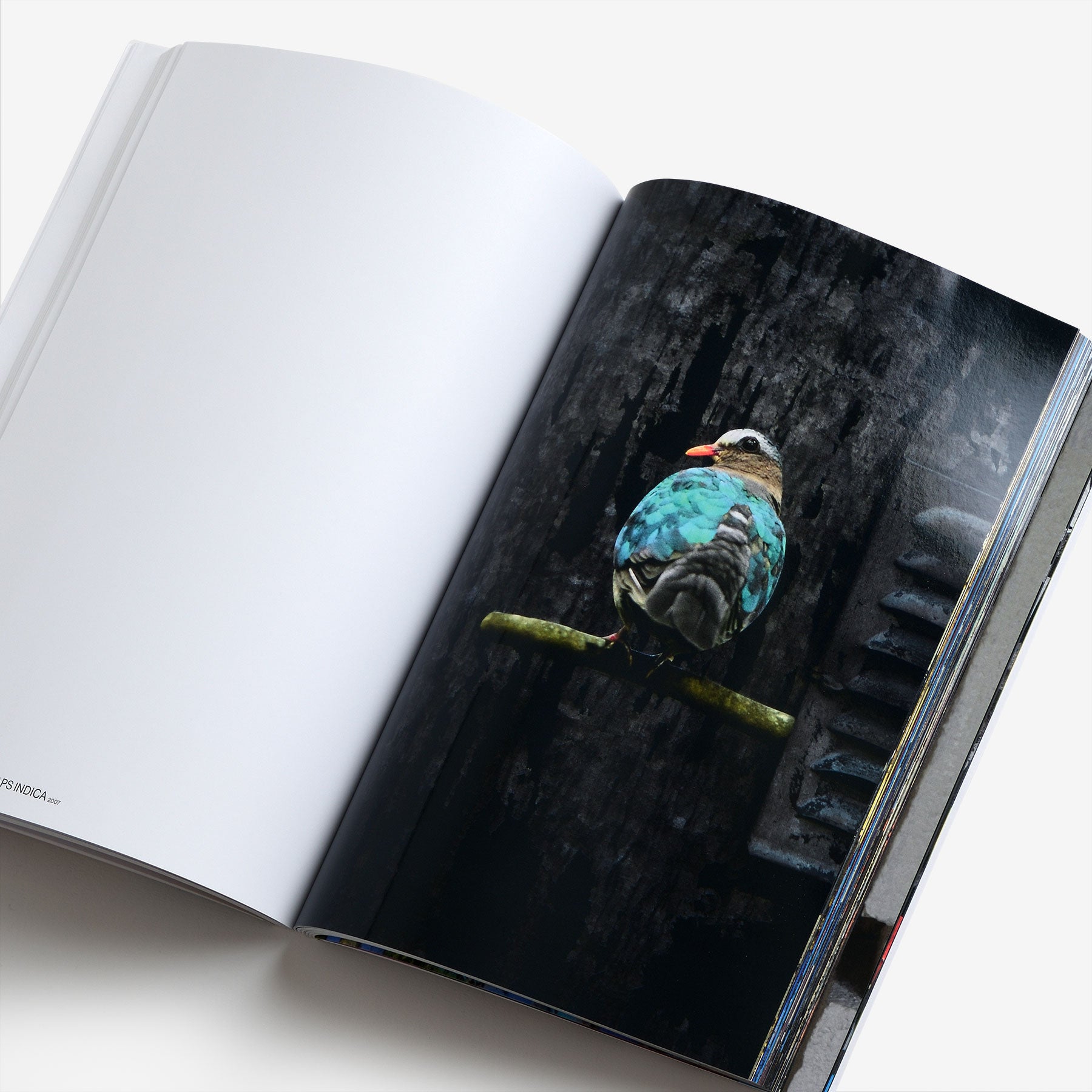 The Bird Project 2006–2017 Special Edition / Blue