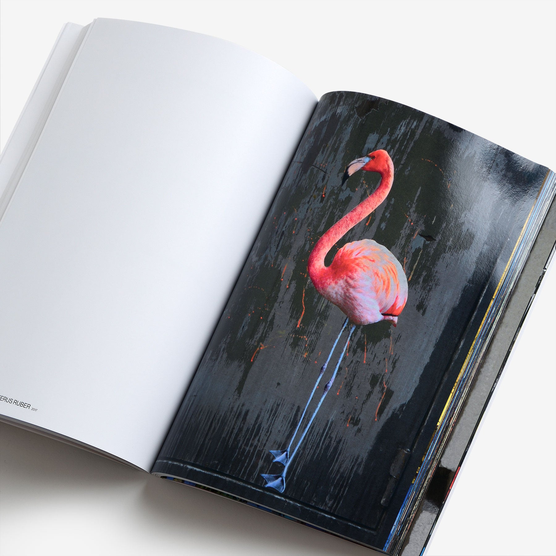The Bird Project 2006–2017
